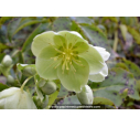HELLEBORUS niger HELLEBORUS niger