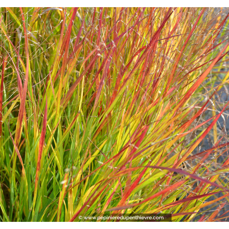 PANICUM virgatum 'Squaw'