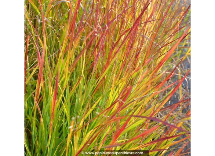 PANICUM virgatum 'Squaw'