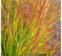 PANICUM virgatum 'Squaw'