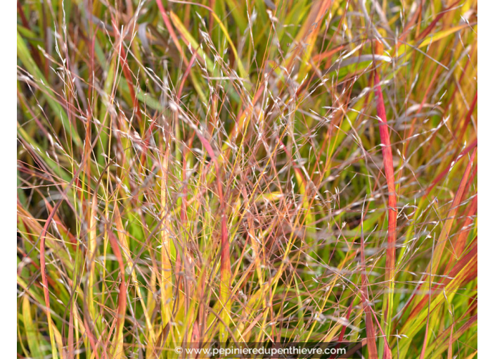 PANICUM virgatum 'Squaw'