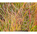 PANICUM virgatum 'Squaw'