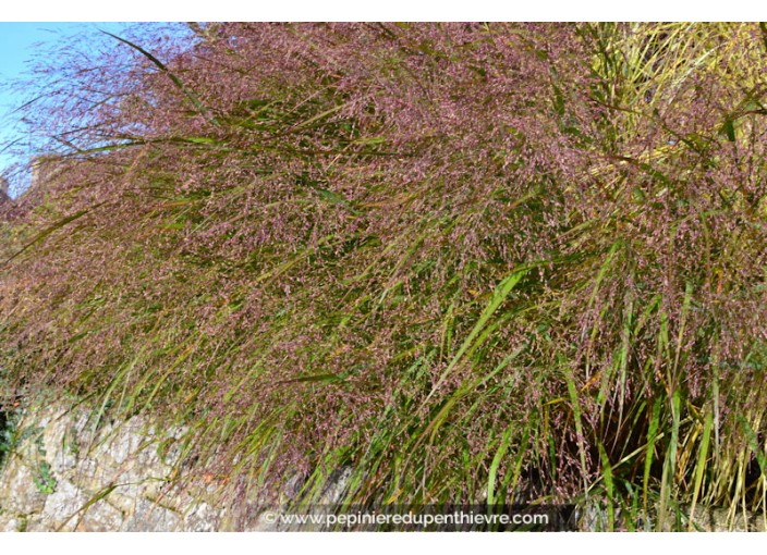PANICUM virgatum 'Squaw'