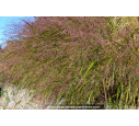PANICUM virgatum 'Squaw'