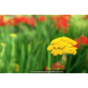 ACHILLEA filipendulina 'Cloth of Gold'
ACHILLEA filipendulina \'Cloth of Gold\'