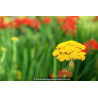 ACHILLEA filipendulina \'Cloth of Gold\'