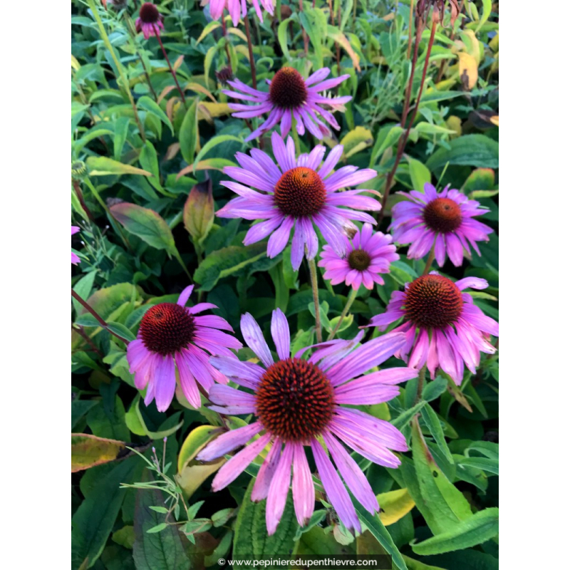 ECHINACEA purpurea 'Magnus'