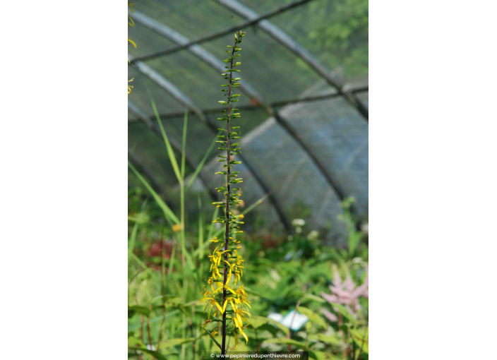 LIGULARIA stenocephala 'The Rocket'