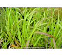 MISCANTHUS floridulus MISCANTHUS floridulus
