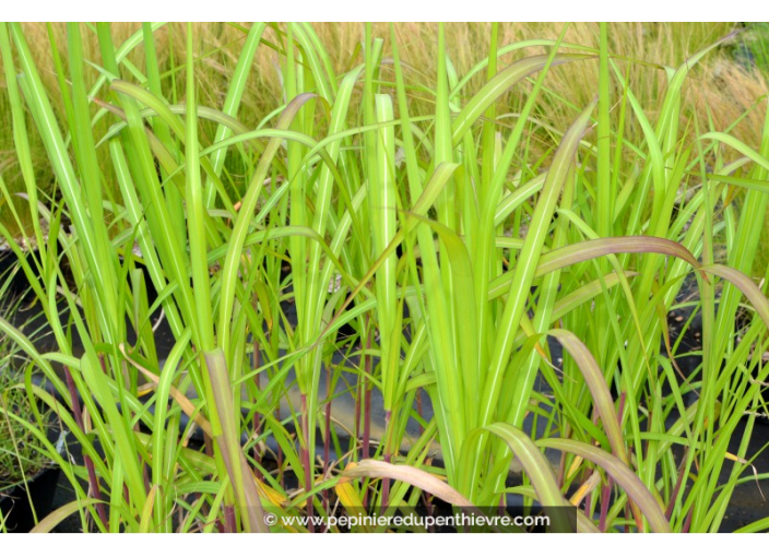 MISCANTHUS floridulus MISCANTHUS floridulus