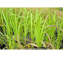 MISCANTHUS floridulus MISCANTHUS floridulus