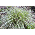 CAREX morrowii 'Ice Dance'
CAREX morrowii \'Ice Dance\'