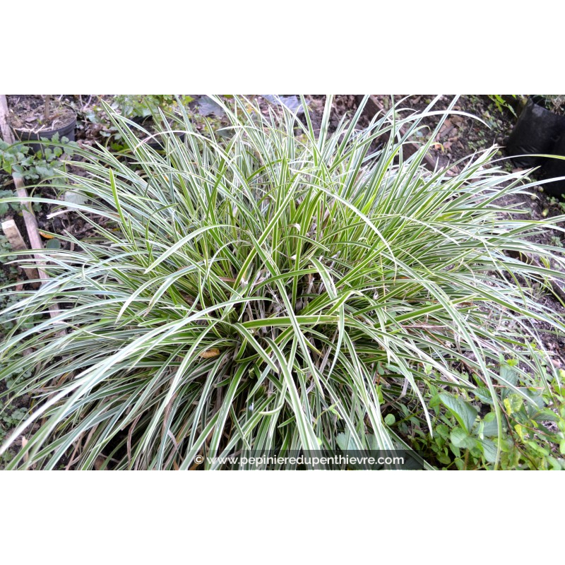 CAREX morrowii 'Ice Dance'