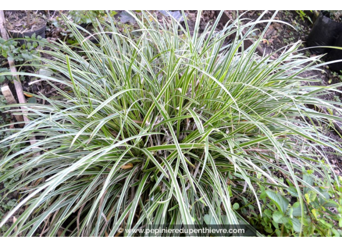 CAREX morrowii 'Ice Dance'