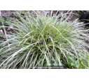 CAREX morrowii 'Ice Dance' CAREX morrowii 'Ice Dance'