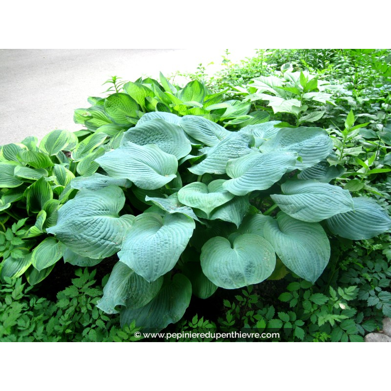 HOSTA sieboldiana 'Elegans'