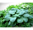 HOSTA sieboldiana 'Elegans'