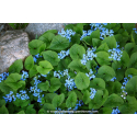 BRUNNERA macrophylla