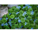 BRUNNERA macrophylla BRUNNERA macrophylla