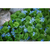 BRUNNERA macrophylla