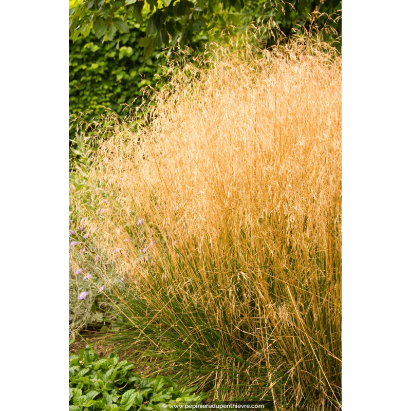 DESCHAMPSIA cespitosa