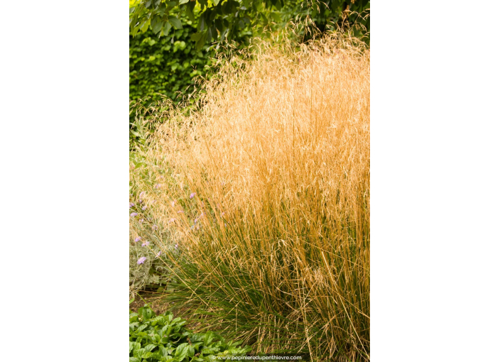 DESCHAMPSIA cespitosa