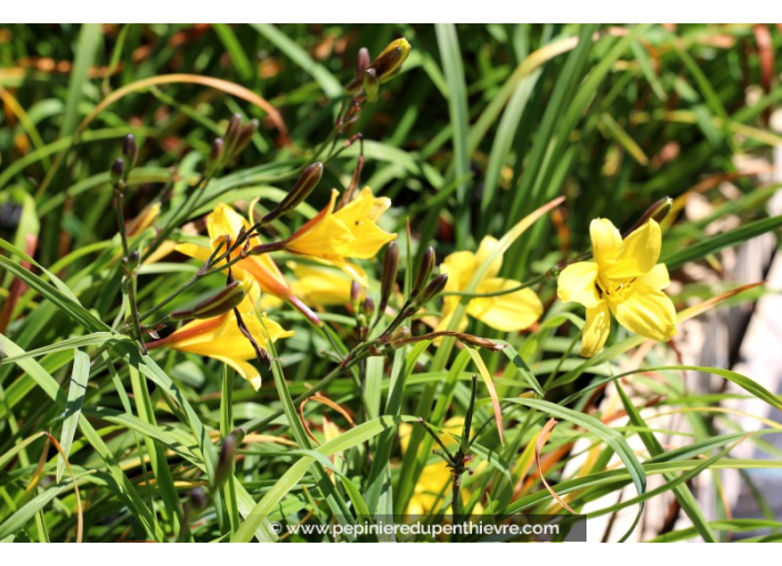 HEMEROCALLIS 'Corky'