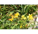 HEMEROCALLIS 'Corky'