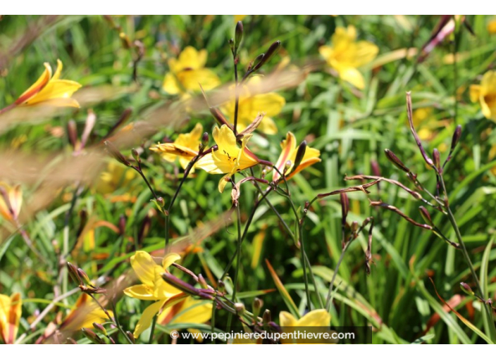 HEMEROCALLIS 'Corky'