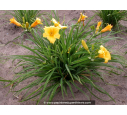 HEMEROCALLIS 'Stella De Oro' HEMEROCALLIS 'Stella De Oro'