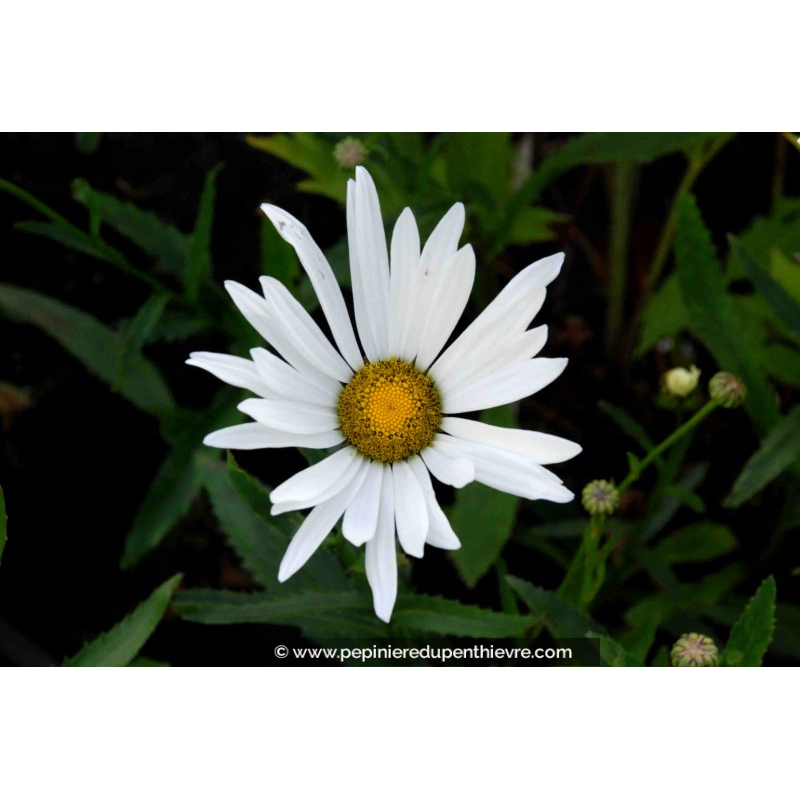 LEUCANTHEMUM x superbum 'Étoile d'Anvers'