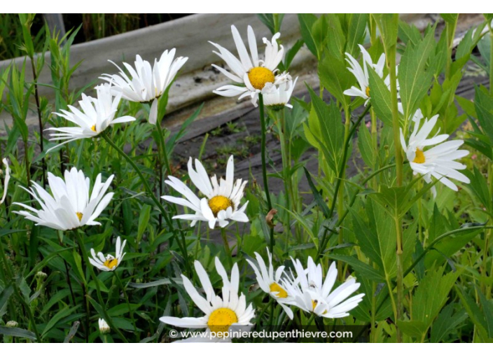 LEUCANTHEMUM x superbum 'Étoile d'Anvers'