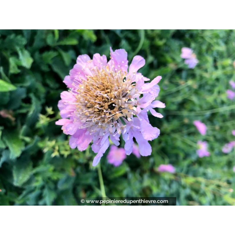 SCABIOSA columbaria 'Pink Mist'