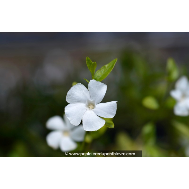 VINCA minor 'Alba'