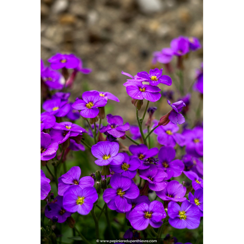 AUBRIETA 'Royal Blue'