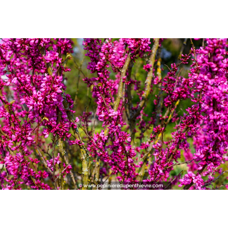 CERCIS chinensis 'Avondale' - Printemps