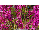 CERCIS chinensis 'Avondale' - Printemps