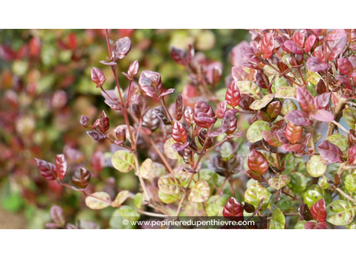 LOPHOMYRTUS ralphii 'Purpurea'