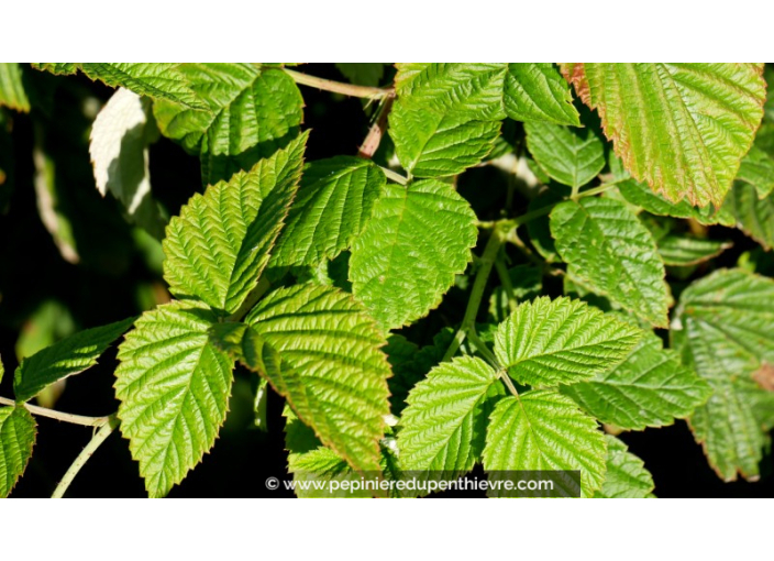 FRAMBOISIER 'Tulameen'