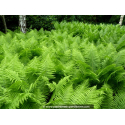 ATHYRIUM filix-femina