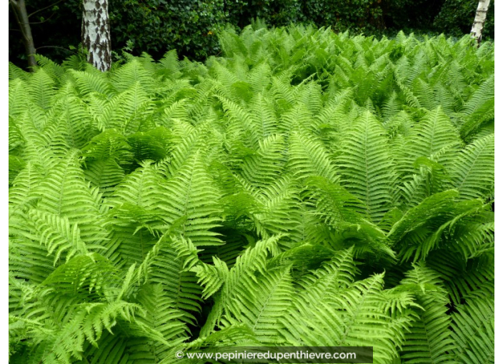 ATHYRIUM filix-femina