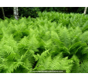 ATHYRIUM filix-femina ATHYRIUM filix-femina