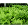 ATHYRIUM filix-femina