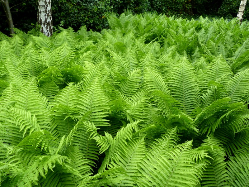 ATHYRIUM filix-femina, Fougère femelle, bassin - Pépinière du Penthièvre