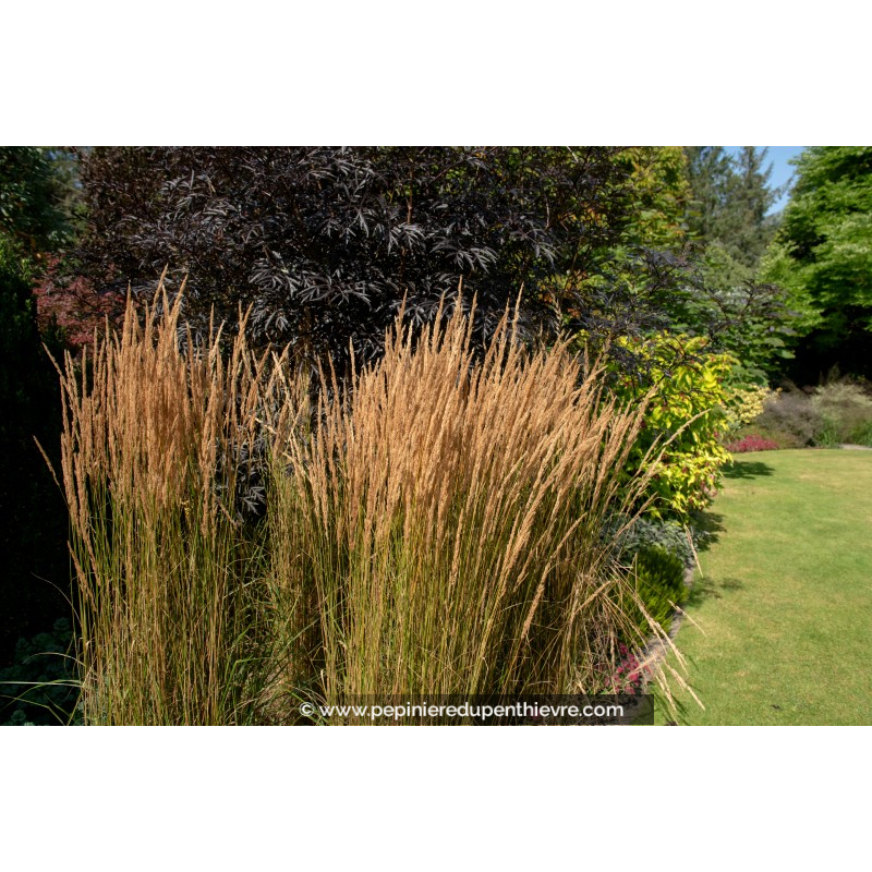 CALAMAGROSTIS x acutiflora 'Overdam'