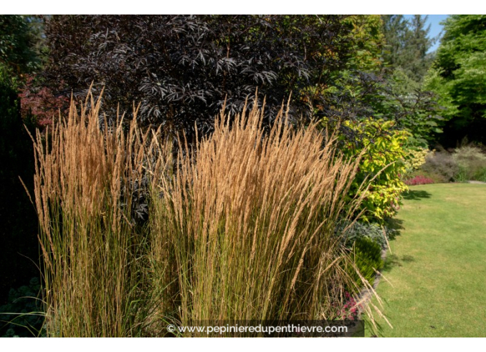 CALAMAGROSTIS x acutiflora 'Overdam'