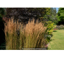 CALAMAGROSTIS x acutiflora 'Overdam' CALAMAGROSTIS x acutiflora 'Overdam'