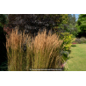 CALAMAGROSTIS x acutiflora \'Overdam\'