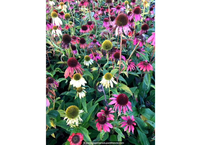 ECHINACEA purpurea 'Cheyenne Spirit' ECHINACEA purpurea 'Cheyenne Spirit'