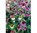 ECHINACEA purpurea 'Cheyenne Spirit' ECHINACEA purpurea 'Cheyenne Spirit'